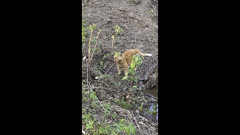 Cat in nature.