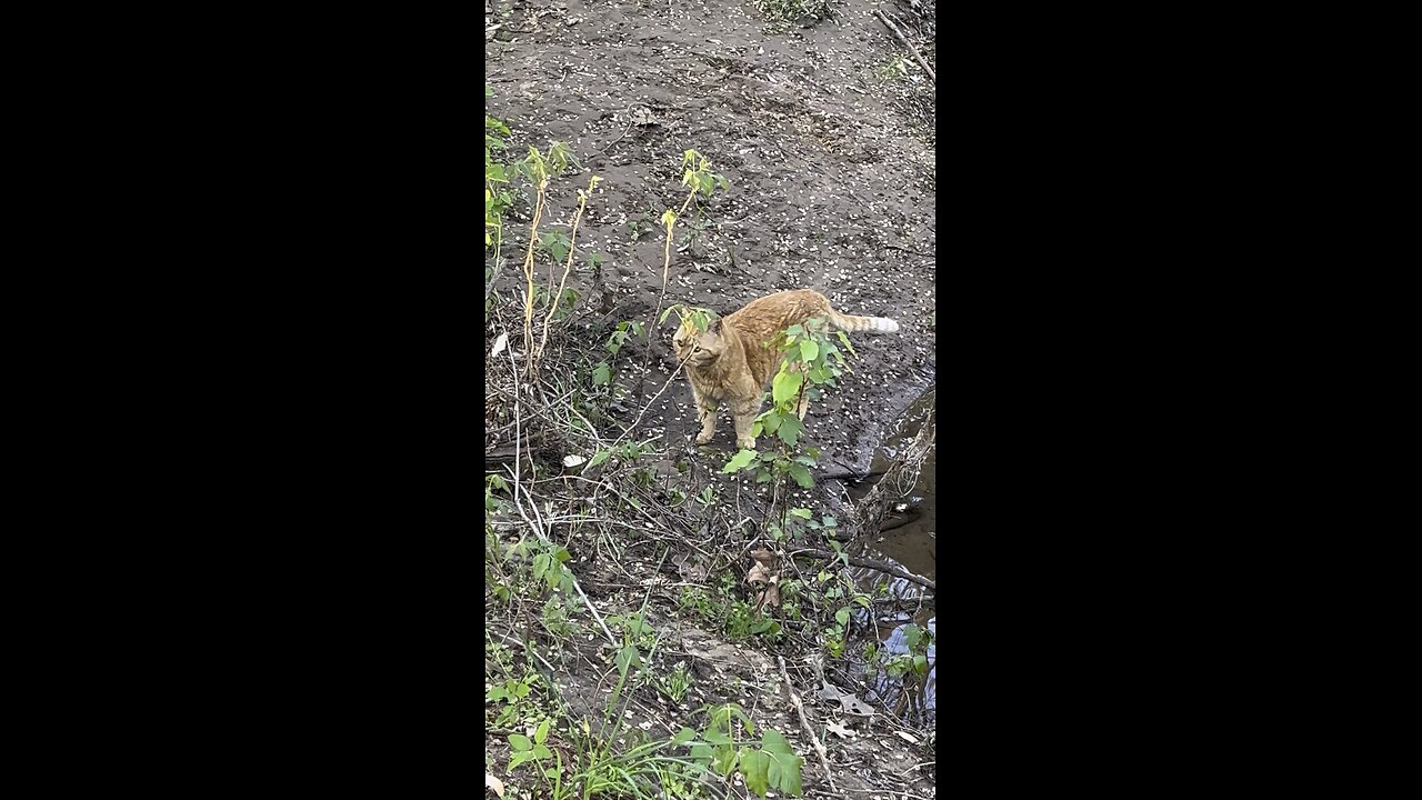 Cat in nature.