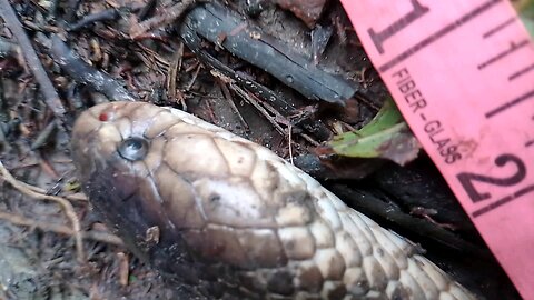 Big snake 😱😱 6 feet