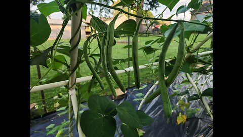 Green bean Garden T1melapse T3aser