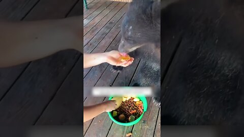 The bear came to the man in search of salvation and he became his family