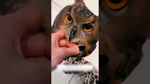 The girl stopped in the middle of the road to save the owl