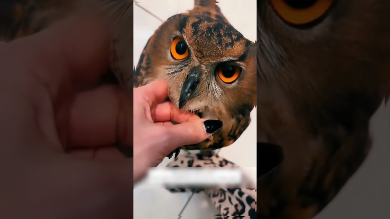 The girl stopped in the middle of the road to save the owl