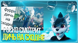 🐺 Роско смотрит Leo the fox - Фурри сходка, локалка (Leo the fox)