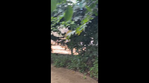 Butterflies 🦋 ##butterflies #butterfly #followme #shorts #viral #trending