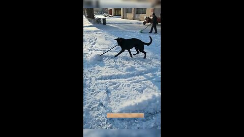 Dog's Comedy Videos 🤣 so cute videos 😍 funny videos 🤣