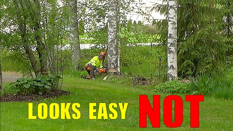 This Tree Removal Looks Easy… Until You See the Space I Had