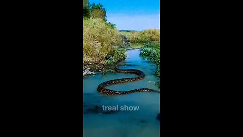 SNAKE CAN'T BE SCARY