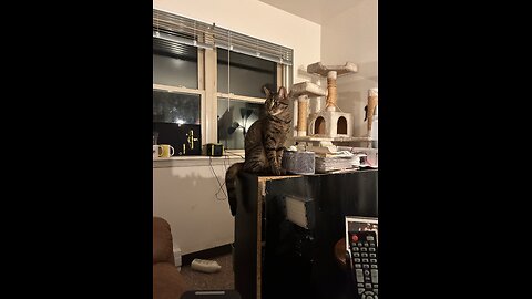 My cats at night!!!!!