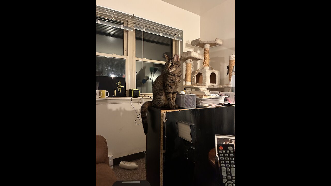 My cats at night!!!!!