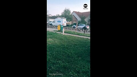 This sizable gaggle of geese made its presence known, marching in formation down the middle of the s