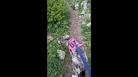 Iron Goat Trail 5/10/25 pt 8/9
