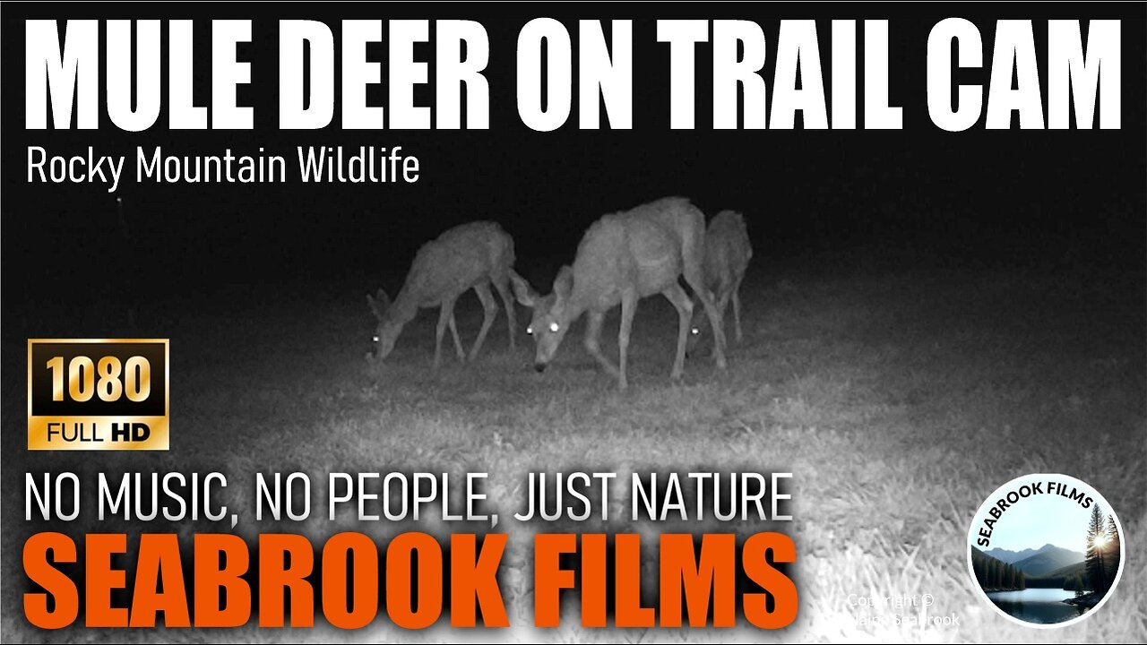 Mule Deer on Trail Cam: Rocky Mountain Wildlife