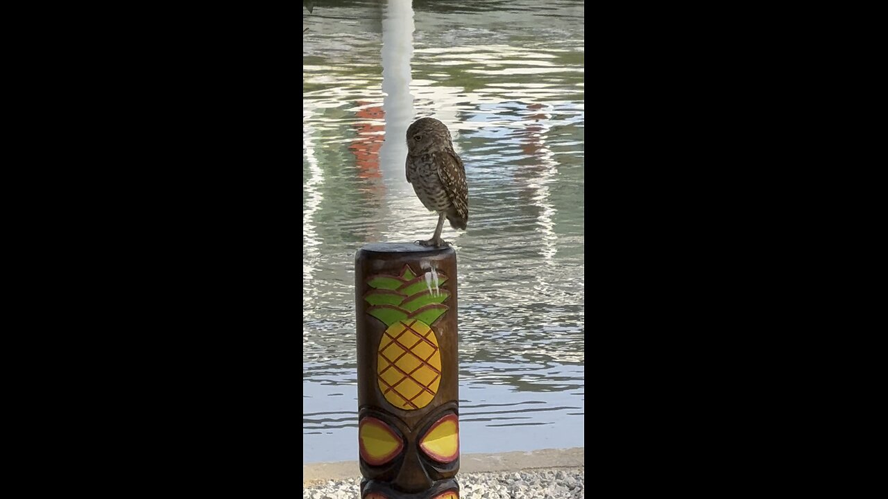Baby Burrowing Owls Day 31 Out! | 4K