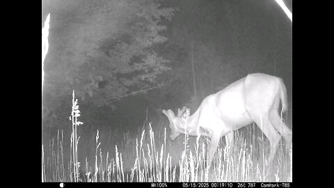 Deer Cam Nice Buck 05-15-2025 Game Camera Trail Camera