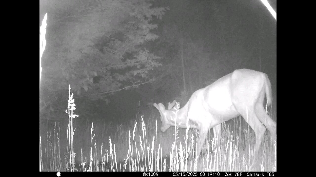 Deer Cam Nice Buck 05-15-2025 Game Camera Trail Camera