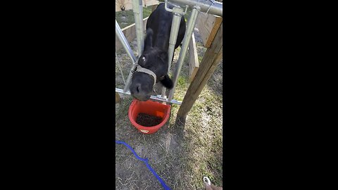 Training our dairy cow on lead rope