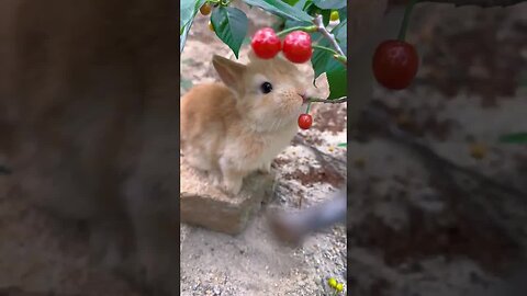 It’s the season to eat cherries again. Cute pet rabbit. Cute little pastoral pet.