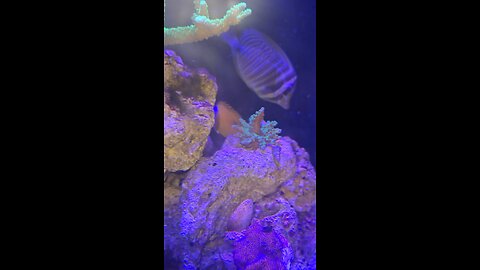 reef tank