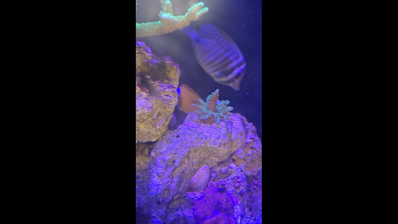 reef tank