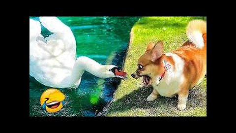 Funny Animals