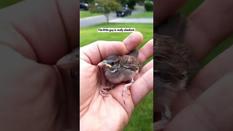 The man wanted to fix the roof and he found a fallen chick