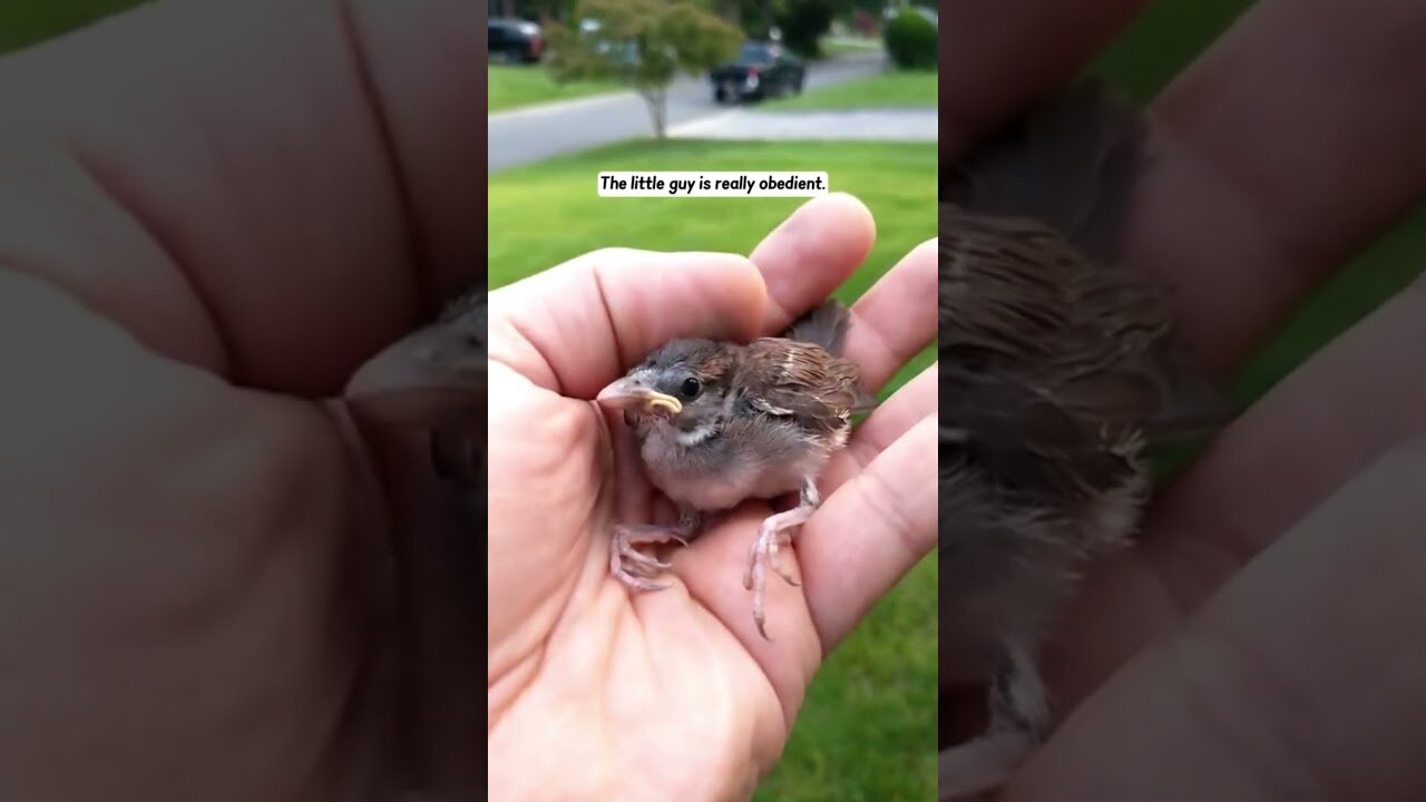 The man wanted to fix the roof and he found a fallen chick