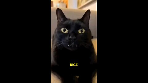 The Parrot Thought the Cat’s Teeth Were Rice #parrot #pets #parrotcomedy #superbparrot