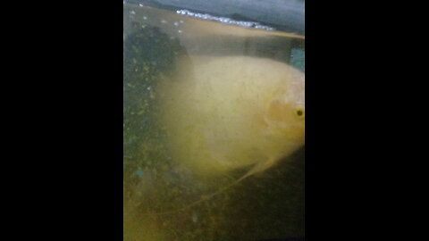 Beautiful Fish breed