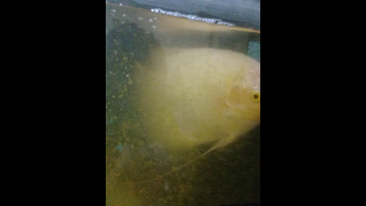 Beautiful Fish breed