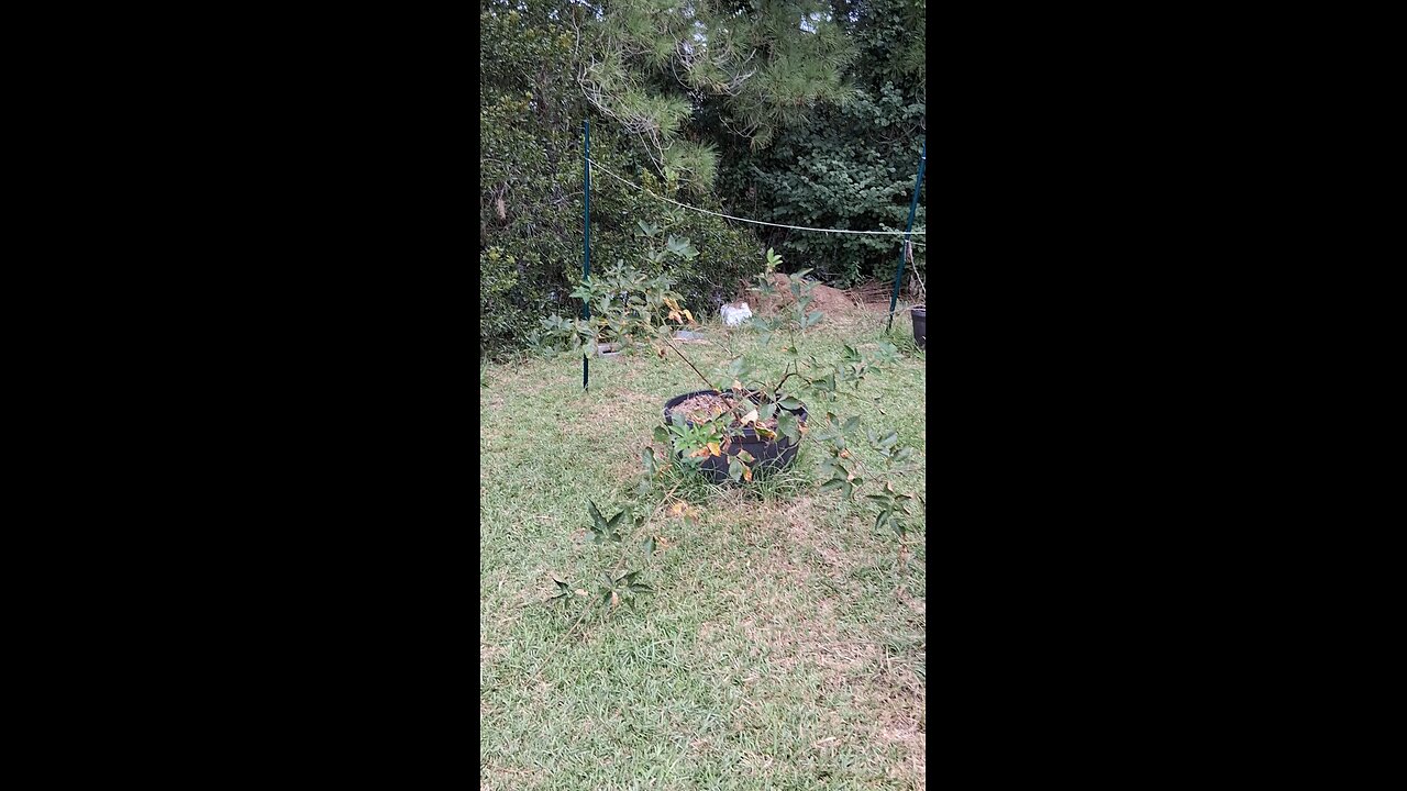 berry patch