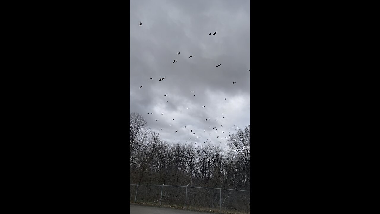 A Murder of Crows