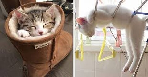 CAT LOVERS|| Caught in the Act... of Doing Absolutely Nothing