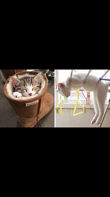 CAT LOVERS|| Caught in the Act... of Doing Absolutely Nothing