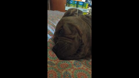 pooting puppy