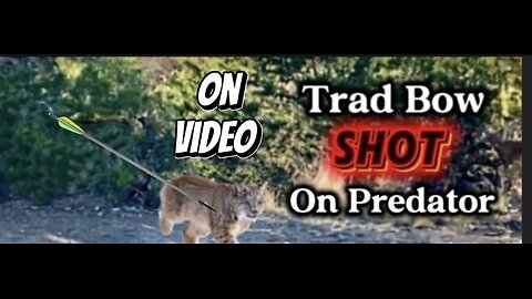 Bobcat Called In Close… Trad Bow Shot (Caught on Video)