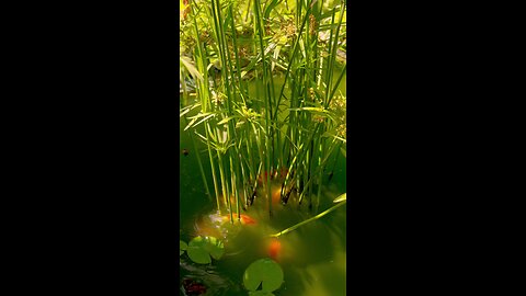 Serena pond with Greenery and koi fish