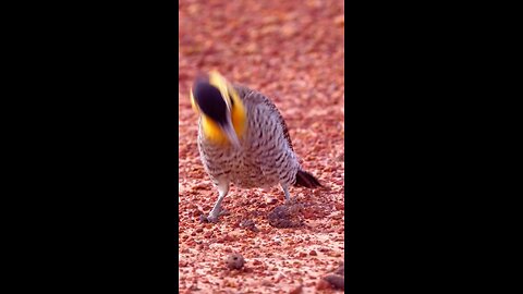beautiful bird