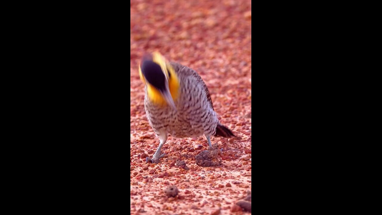 beautiful bird