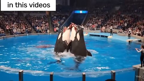 Jessica Radcliffe Orca Attack Real video || Jessica dolphin video real || Orca attack on jessica