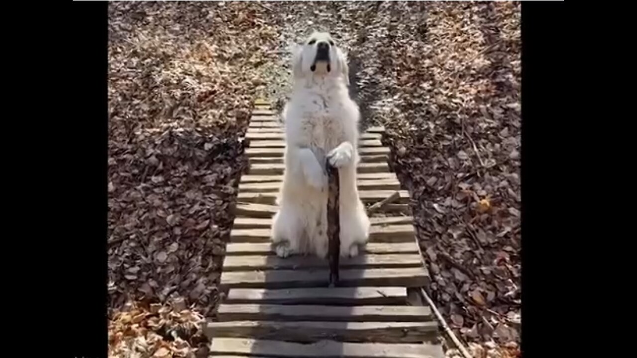 First Day on the Job - Your Daily Dose of Pets