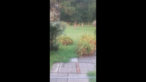 Deer
