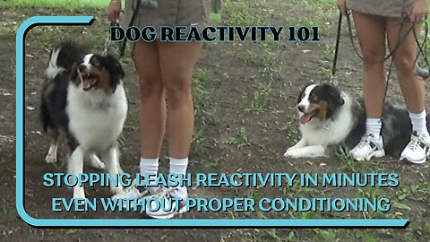 Stopping Leash Reactivity In Minutes With An E-Collar Even Without Proper Conditioning