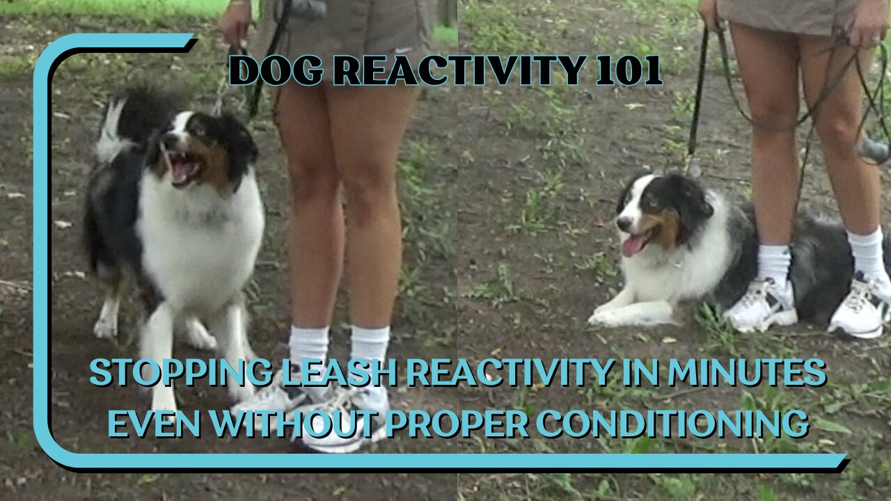 Stopping Leash Reactivity In Minutes With An E-Collar Even Without Proper Conditioning