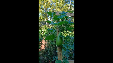 এই বছরের প্রথম লাউ/bottle gourd❤️