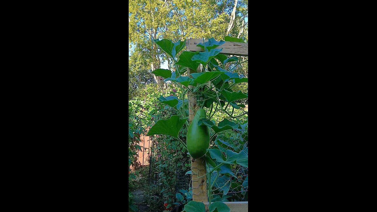 এই বছরের প্রথম লাউ/bottle gourd❤️