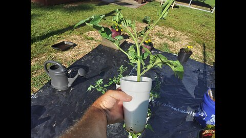 How To Get Free Tomato Plants 5/30/25