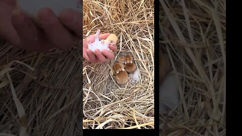 It's so cute when I caught my hands. The cute pet debut plan. The rabbit. The pastoral cute pet.