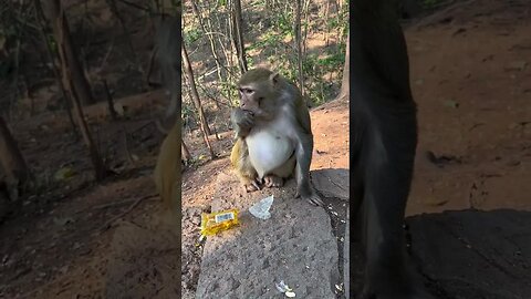Funny monkey #94