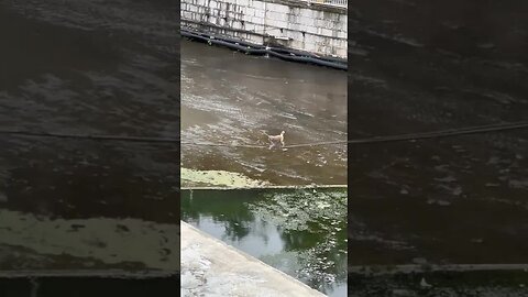 bridge monkey